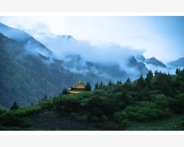 橙树化痰素：中医养生的秘密武器